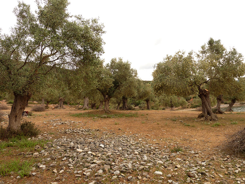 Serpente verme Typhlops vermicularis in Grecia